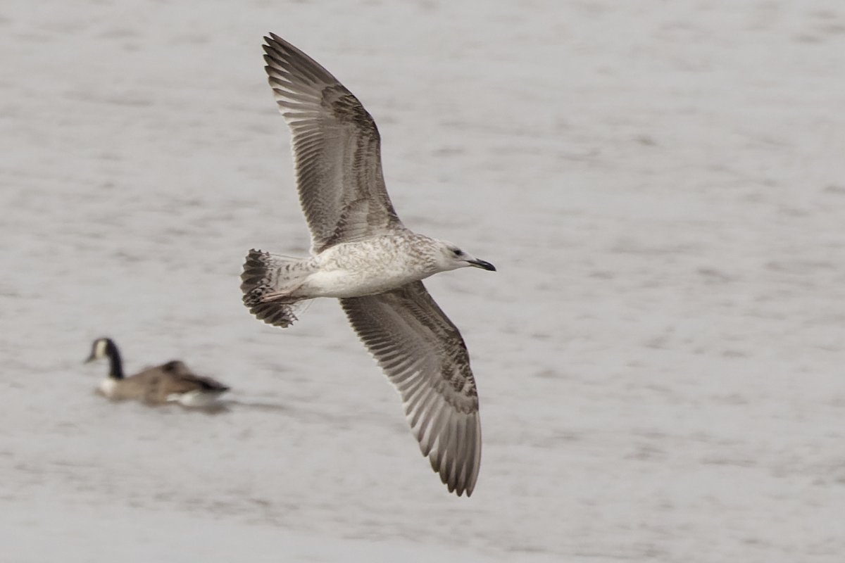 xbirder's tweet photo. A 1st winter Caspian Gull today on the Mersey sandbanks just west of the old Runcorn Bridge. An adult Caspian gull and a 2nd winter Yellow-Legged Gull also.
#Birding #Cheshire #Caspo #Gulls https://t.co/nEw0TJ28hz