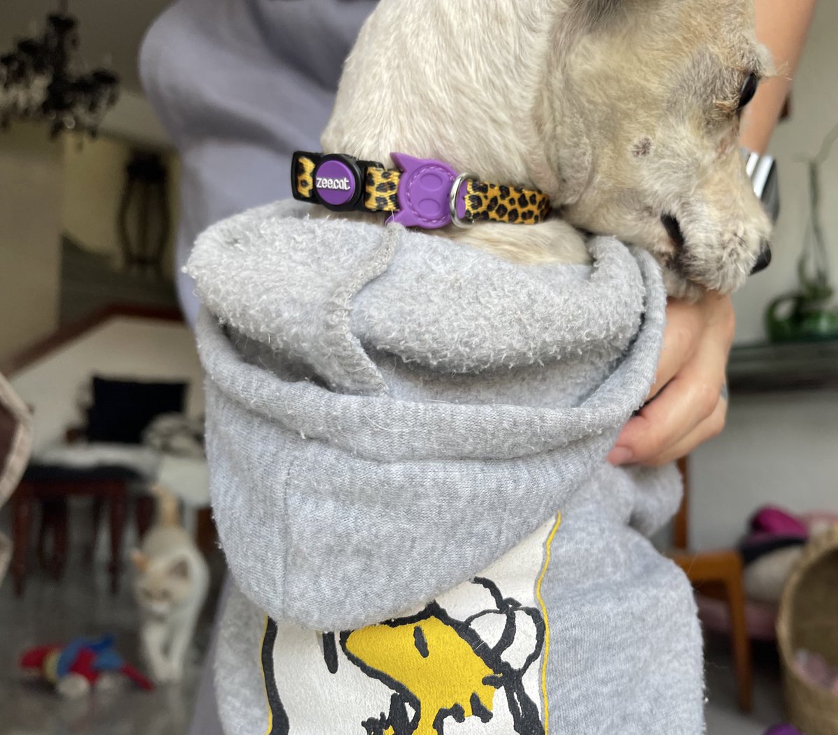 Bieron el coiar de Joi?