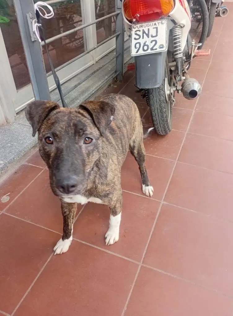MatuNogueira's tweet photo. Copio de fb. : Se me escapó la perra cruza cimarron 4 meses con collar negro . Inmediaciones Millan y Raffo . La vieron por ariel y raffo. Adoptada ayer !!! 095349176 avisar por favor !!! https://t.co/qzkvxQ9Gmh