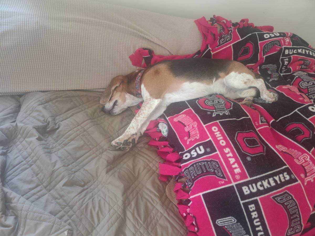 Drank my beagle under the table last night. Such a light weight.