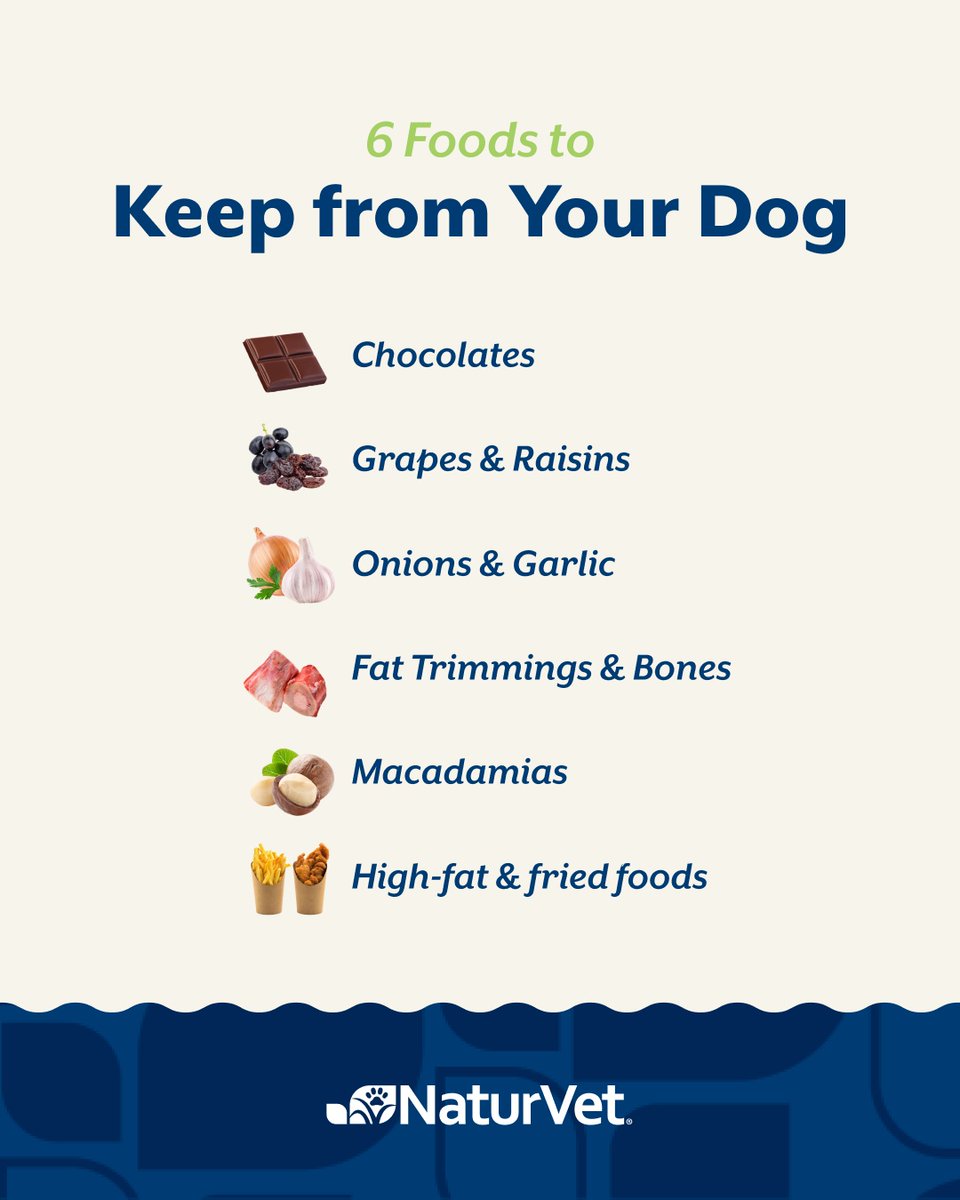 While human cuisine might seem enticing to your dog, it isn't always harmless. In fact, some are best avoided and can even prove lethal. 🐶🙅🥣

To protect your best friend from harm, familiarize yourself with these 6 no-go foods (and 4 to feed with caution) – get the full scoop