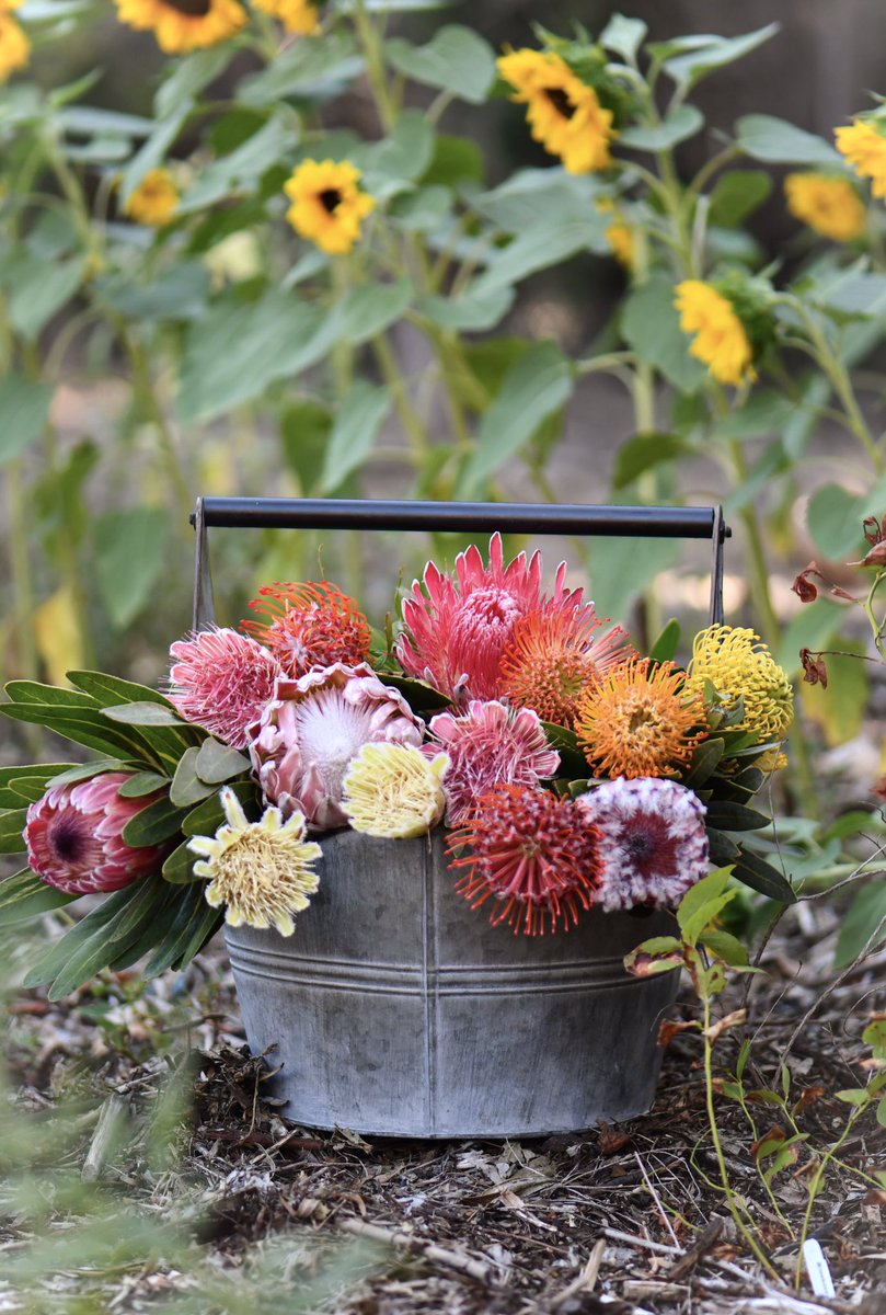 Don’t mind us, just delivering a few hint🌷🍃💥🌿🌸

Time to grab your 🛍️ or cart… &amp; come stroll through the <a href="/OldTownTemecula/">Old Town Temecula</a> Farmers’ Market (8am-12:30pm)…  we have plenty of colorful proteas, lush greens, bouquets &amp; plants waiting for you! 🌷💐🪴 #farmersmarketfinds #proteas