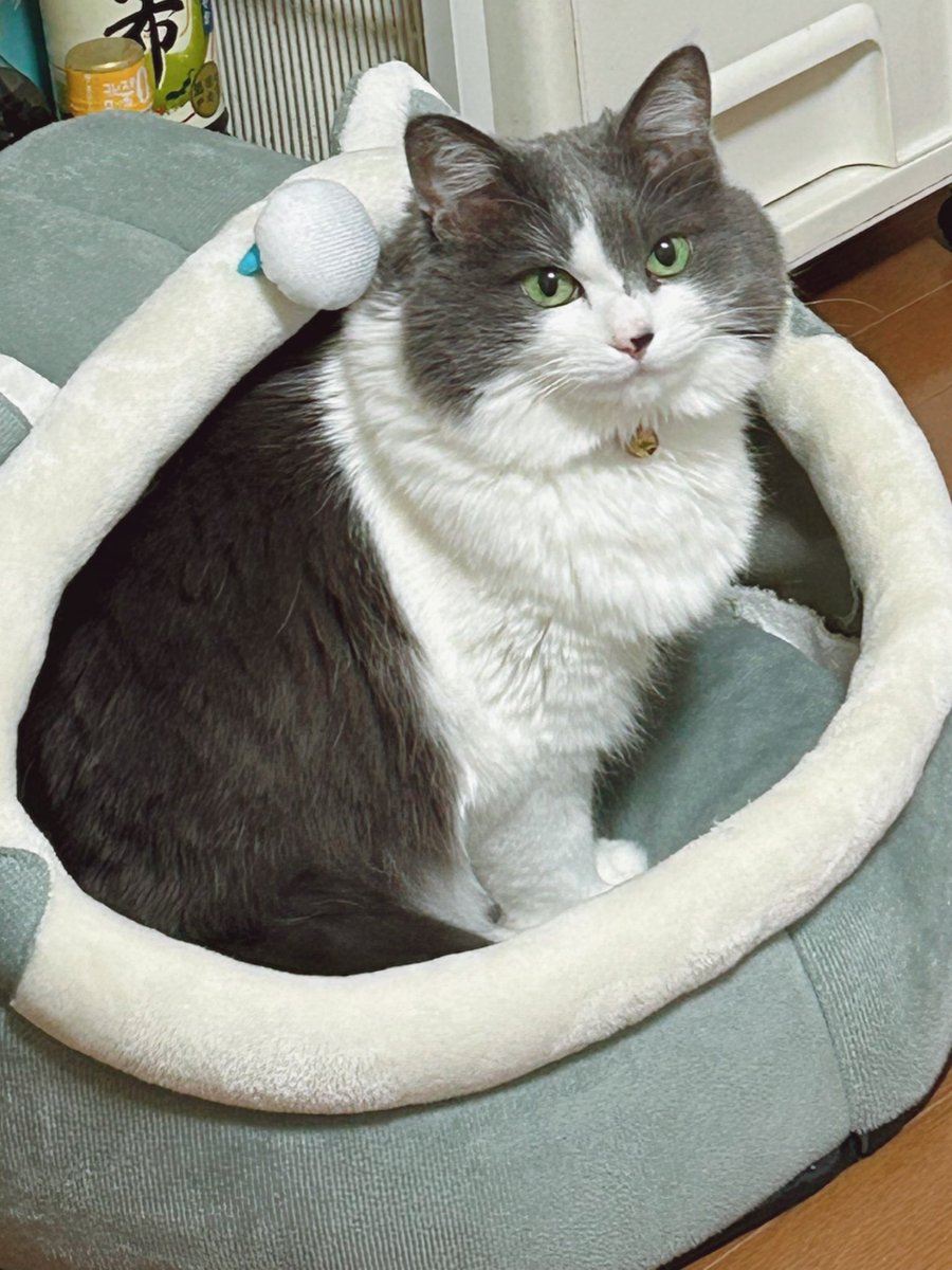 アッシュフィギュア作って見ました☆

Beauty Plusより。🐈‍⬛

本物そっくり‼️

#MIHALBLOG #猫 #ネコ #ニャンコ #ペット #BeautyPlus #猫好きさんと繋がりたい