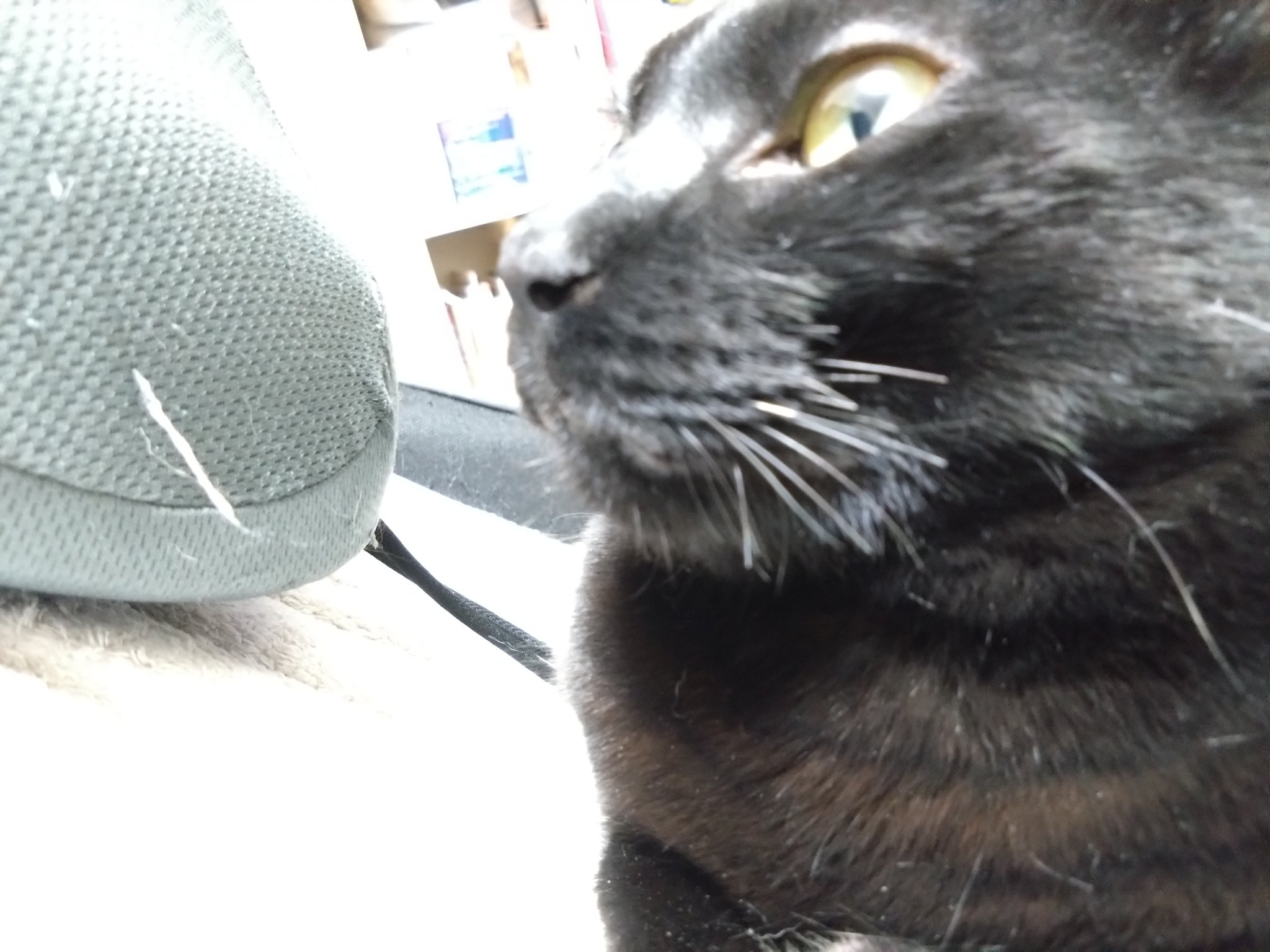 🐈‍⬛🐈‍⬛🐈‍⬛魔球はニャンズの下僕だもの🐈‍⬛🐈‍⬛🐈‍⬛ on