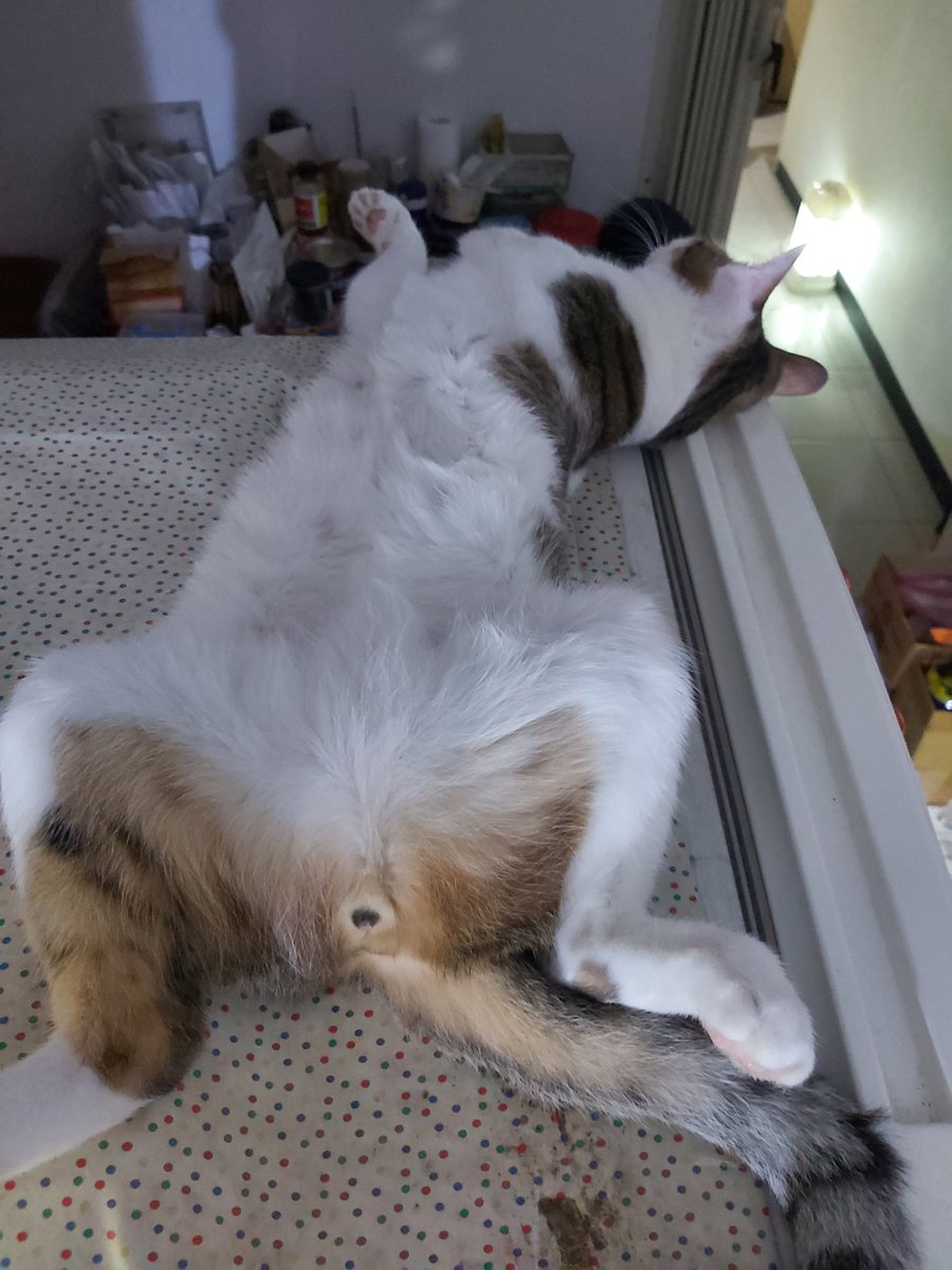 シラトリ ＠ちょろいおっさん tweet media