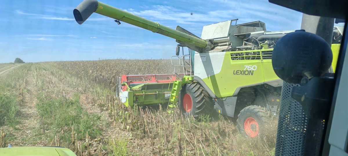 MathildeJonet's tweet image. Pendant que certains font l&apos;agriculture de comptoir pour nous expliquer comment on devrait faire et bien ici on s&apos;active avec une récolte de tournesol 🌻 #BIO sous le soleil.
Merci  @sebloriette 
#vivescia 
#mangezfrancais