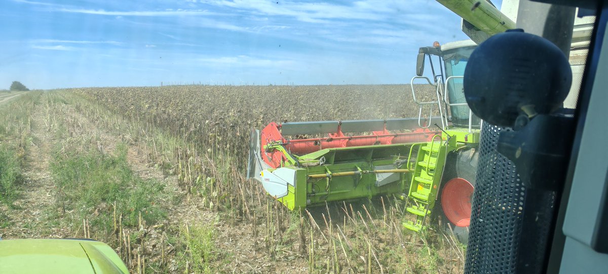 MathildeJonet's tweet image. Pendant que certains font l&apos;agriculture de comptoir pour nous expliquer comment on devrait faire et bien ici on s&apos;active avec une récolte de tournesol 🌻 #BIO sous le soleil.
Merci  @sebloriette 
#vivescia 
#mangezfrancais