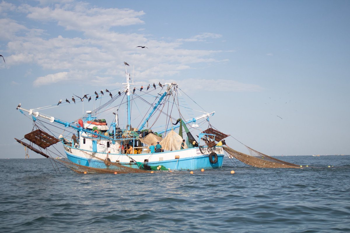 Camarón a la vista 🦐 …
El próximo miércoles 10 de septiembre, el Comité de Manejo de Ordenamiento de la Pesquería del #Camarón del Océano Pacífico, en coordinación con representantes del sector pesquero de altamar y ribereño
se reunirá para definir las fechas del levantamiento