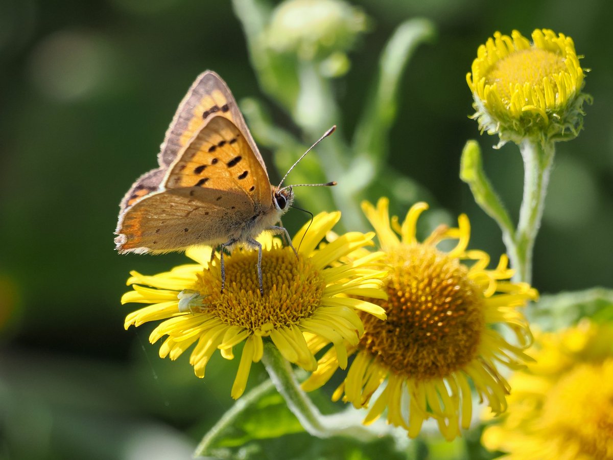 Deena Sharp tweet media