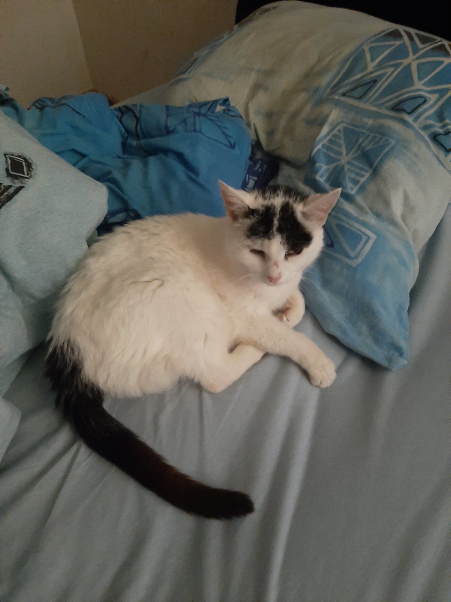 Happy #Caturday !
I just want to tell you that I'll probably get a "new" cat later this year. It's Snow white, Kimchi's archnemesis, who lives with my father. She's very old so she shouldn't live outside anymore and my father agreed to move her to my flat in autumn.