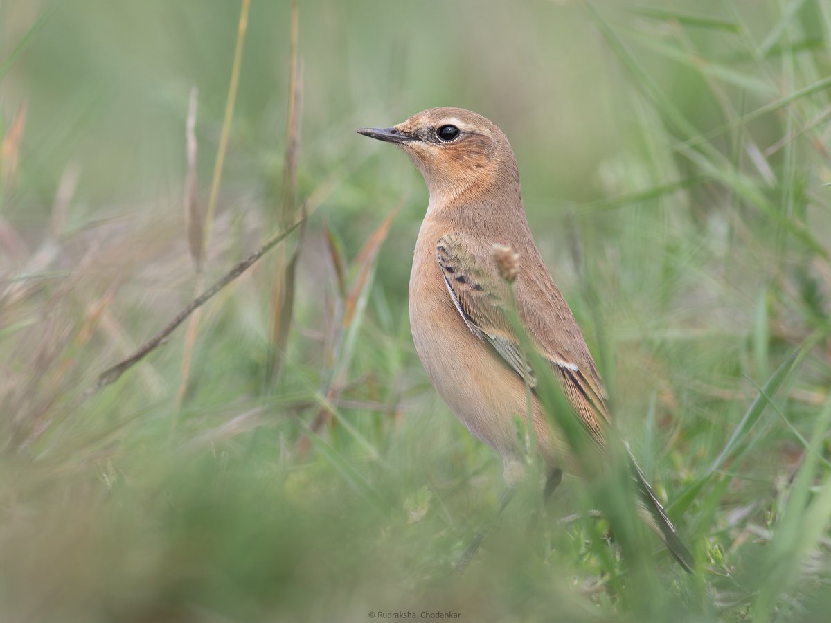 Wheatear today at Chobham Common. <a href="/Team_eBird/">eBird</a> checklist - ebird.org/checklist/S271…

#surreybirds #birdwatching <a href="/SurreyBirdNews/">SurreyBirdClubNews</a> <a href="/SurreyWT/">Surrey Wildlife Trust</a>