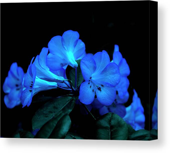 Check out this photograph by <a href="/bobmac27/">bobmac27</a> 
UV Rhododendron.

 robert-mccormac.pixels.com/featured/uv-rh…