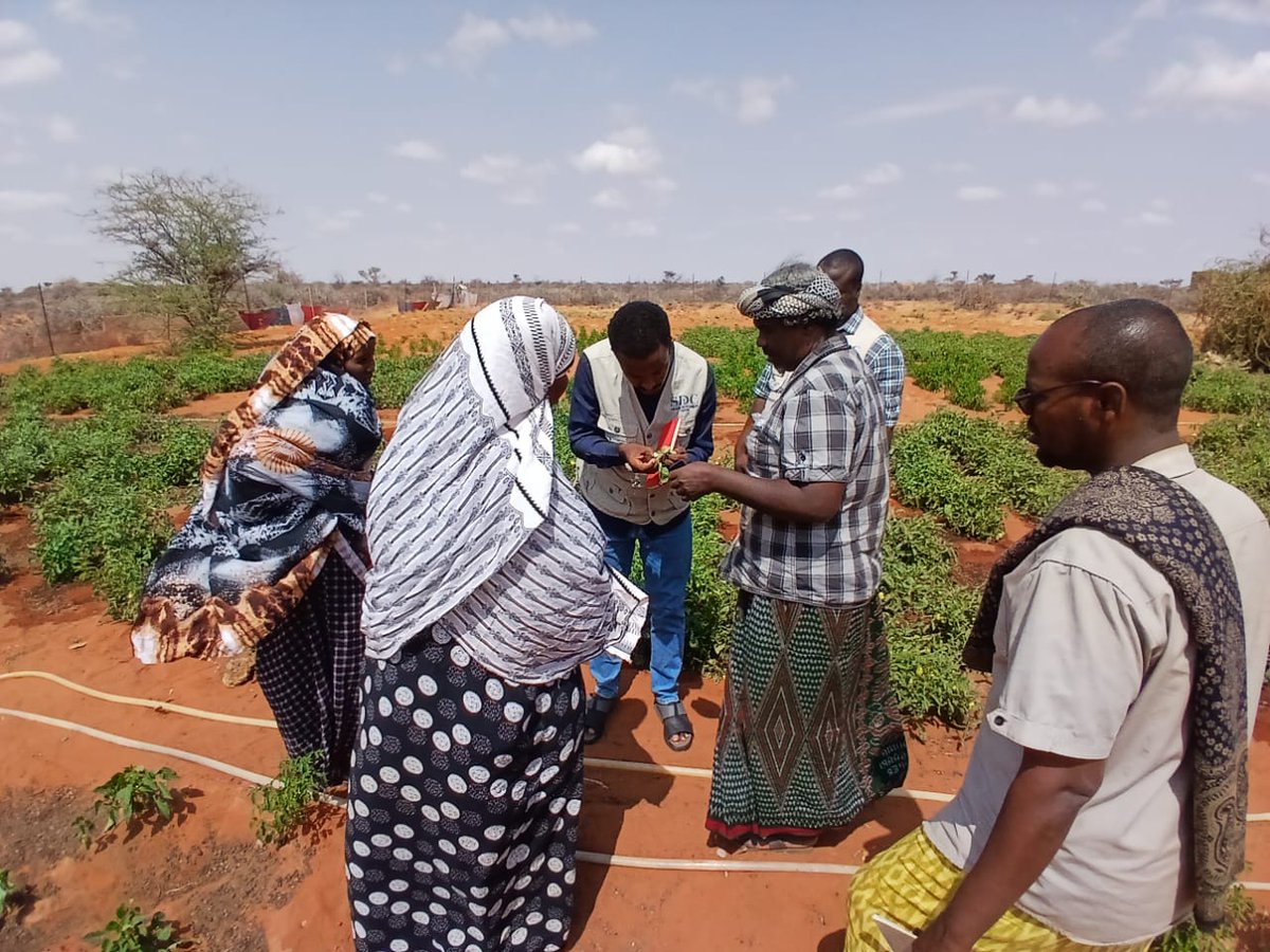 SDCSOM's tweet image. 🤝 Community Engagement in Bursalax
@SDCSOM held a community meeting with local farmers in #Bursalax, reaching 4 farming areas. We aligned project inputs with community needs, tackling farm challenges like disease management. #CommunityEngagement #LivelihoodSupport #FoodSecurity