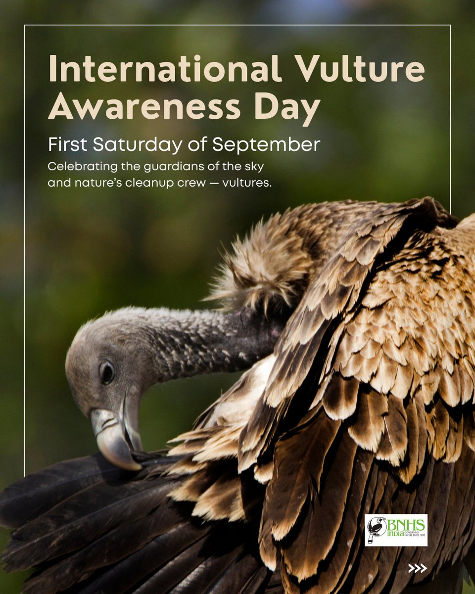 BNHSIndia's tweet photo. This #InternationalVultureAwarenessDay, BNHS & partners celebrated these vital yet misunderstood birds — from schools in Assam to communities in Bhopal & JCBC, Pinjore.
Vultures keep ecosystems healthy, but their survival depends on us. Let’s give them the #WingsOfHope. 🦅
#BNHS https://t.co/YTmbjkdcG8