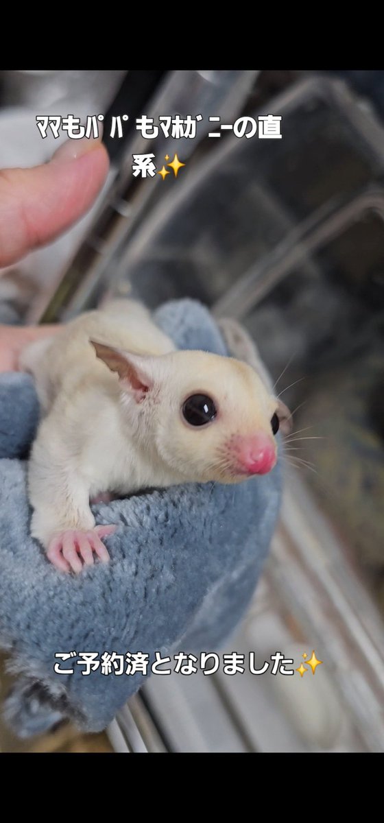 今晩は🌃
本日もご来店有難うございました🙇‍♀️
美味しい珍しいブドウ🍇を頂戴しちゃいました😄バナナの房の形🍌𓏸𓈒初めて見ました👀有難うございます🙏
昨日ご紹介したママとパパがマホガニー系のbabyは本日離乳前予約となりました❗お渡しまで大切に育てさせて頂きます🙂‍↕️