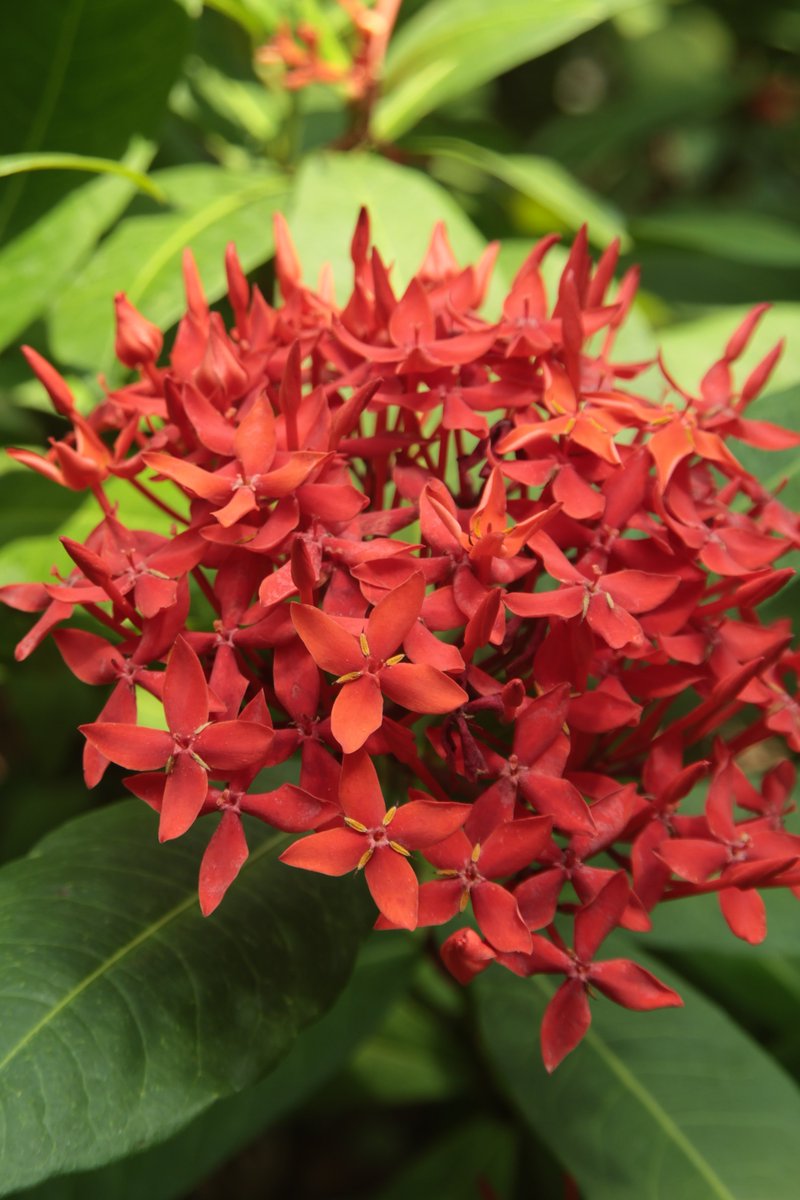gontanokoneroku's tweet photo. Chinese ixora 😁 

#Flowers #Ixora #ChineseIxora https://t.co/WYSbN2PHpv