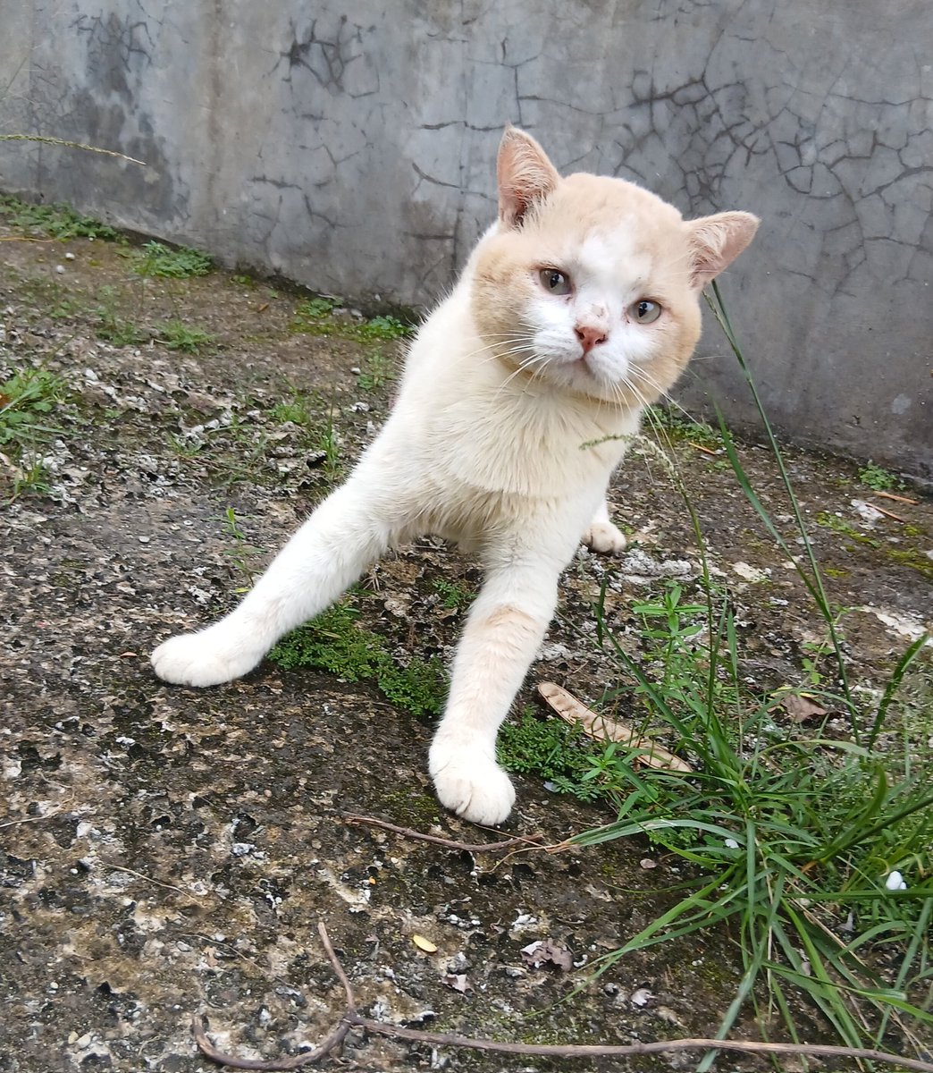 betboi gamtenk retflek