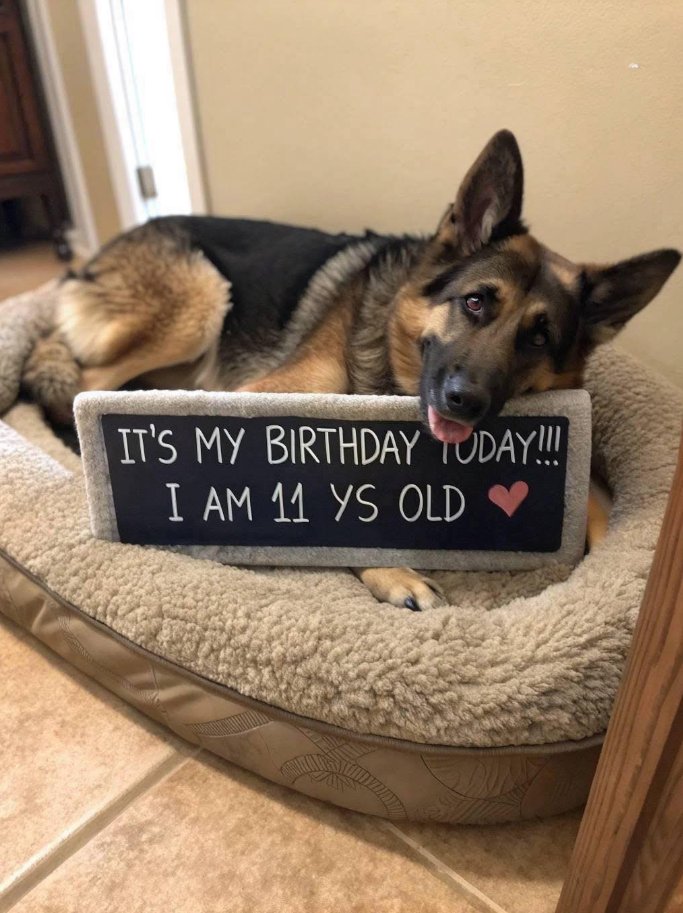 Best in Dogs tweet media