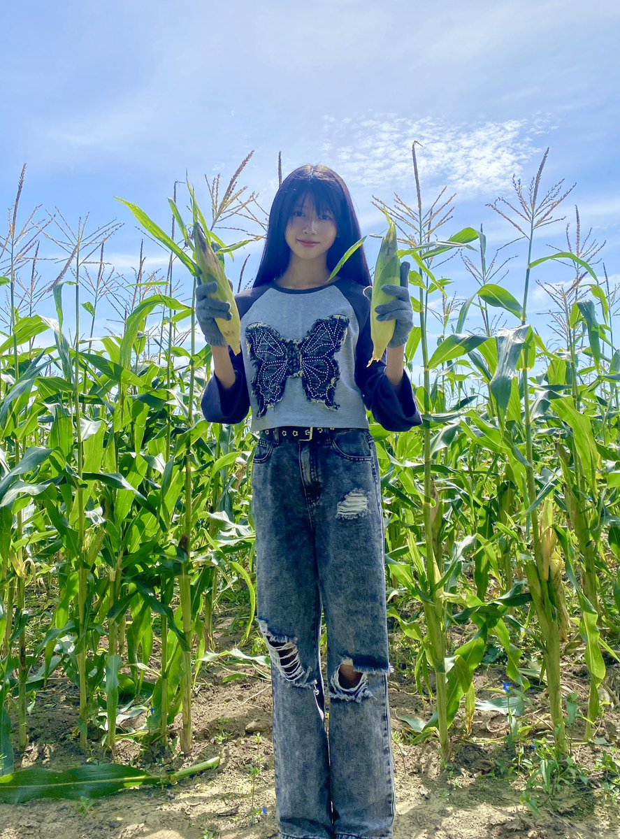 とうきび収穫🌽
#とうきび #どさんこ #北海道 #jc #jc1 #AIKI