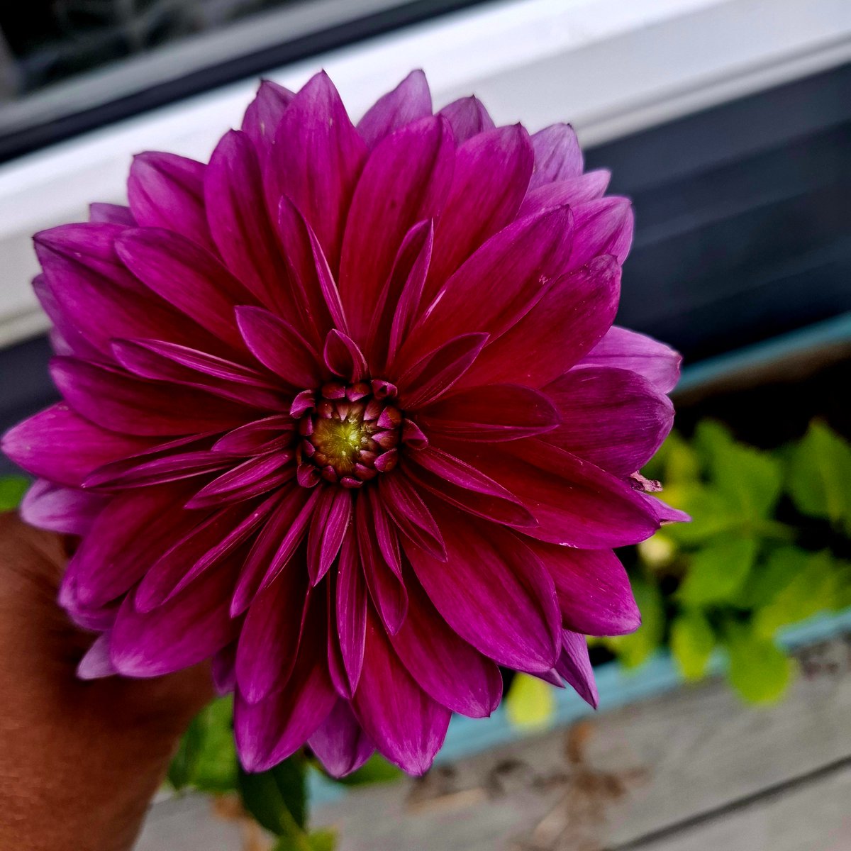 Suhana Ahmed tweet media