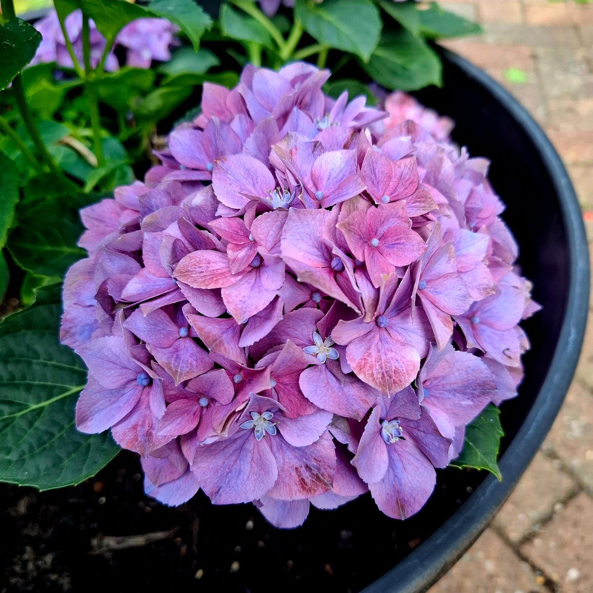 Suhana Ahmed tweet media