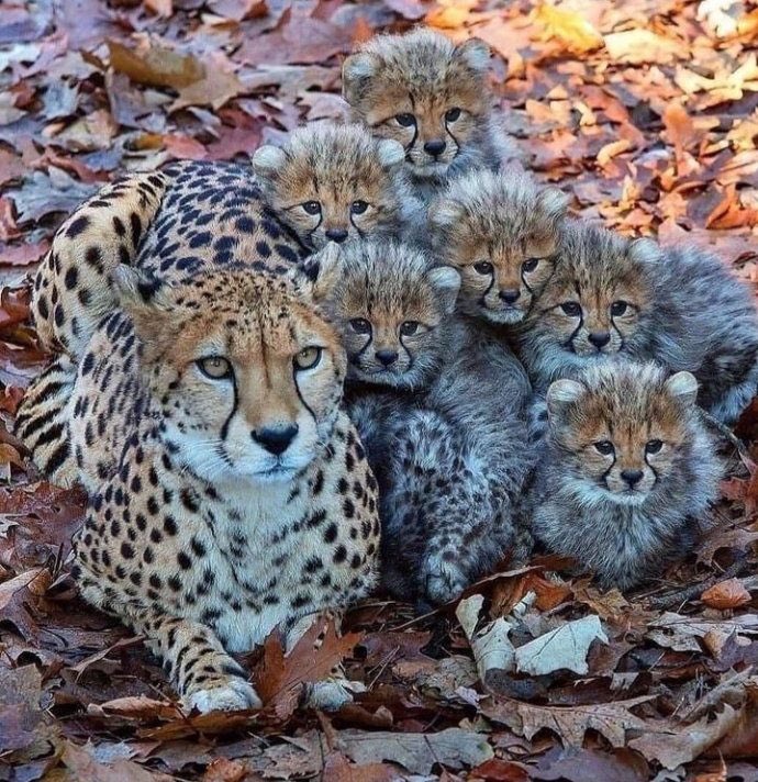 A Cheetah and her Cheetos