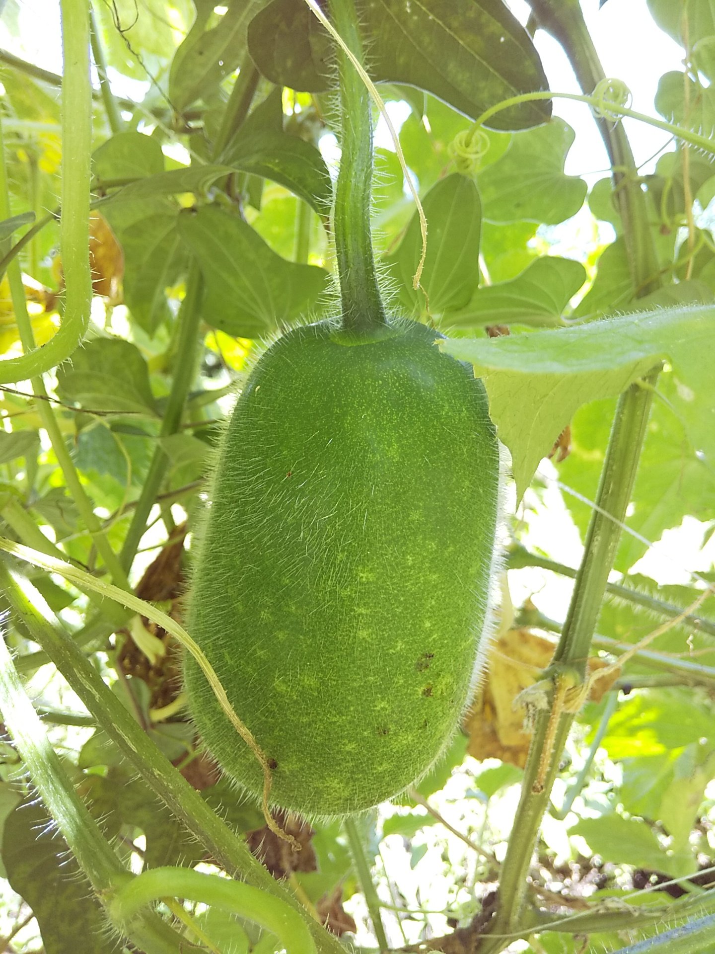 小さな秋みつけた - Search / X