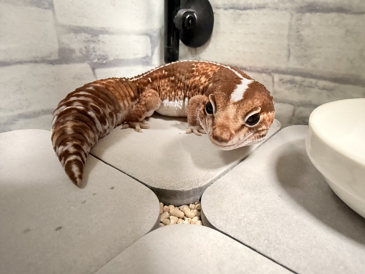 てらみったん♡🥹
8カ月ぶりにピンセットから
メガクロコ🦗を食べてくれた👏
ずっとハンドリング給餌でしたが
やっと昔のように3匹ぺろっ😋
ボス マジ泣きそう😭