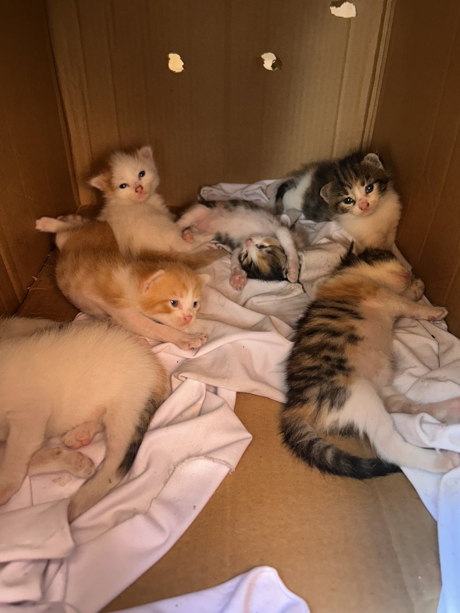 Su basmış yuvalarını yetişmesem hepsi ölmüş olacaktı 😔 yavrulara acil yuva bulmam gerekiyor anne hepsine yetişemiyor yerleri güvenli değil 7 calico sarman yavru hepsi birbirinden güzel sağlıklı uzun tüylü lütfen #rt 🙏🏻🙏🏻🙏🏻