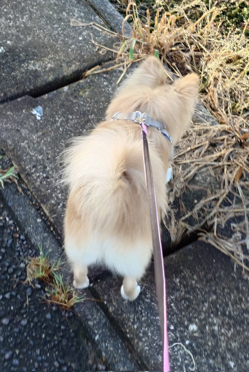 ポメころびページです☆ 楽天市場】ココさかだちして Premium プレミアム セガトイズ