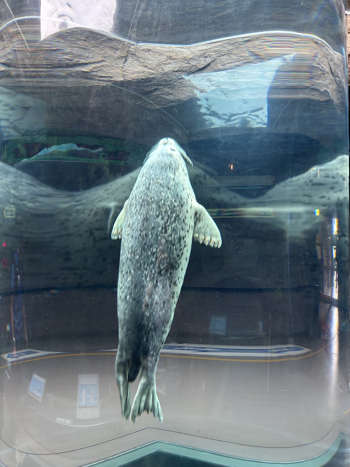 t*7様 新作　旭山動物園-寒風山展望台2種-和歌山電鉄4種コンプ＋ゴタマ記念メ t*7様 新作 旭山動物園-寒風山展望台2種-和歌山電鉄4