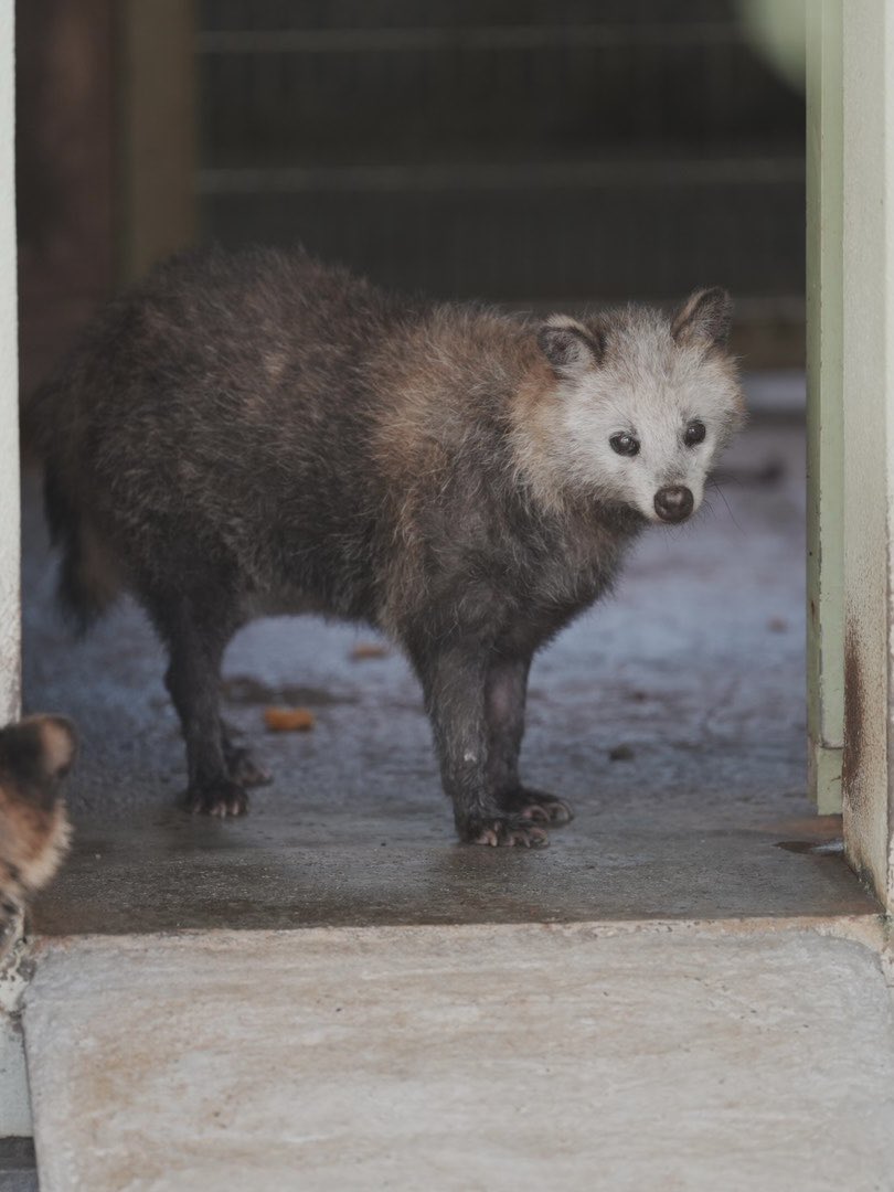 たぬき hideyuki takahashi on X: 