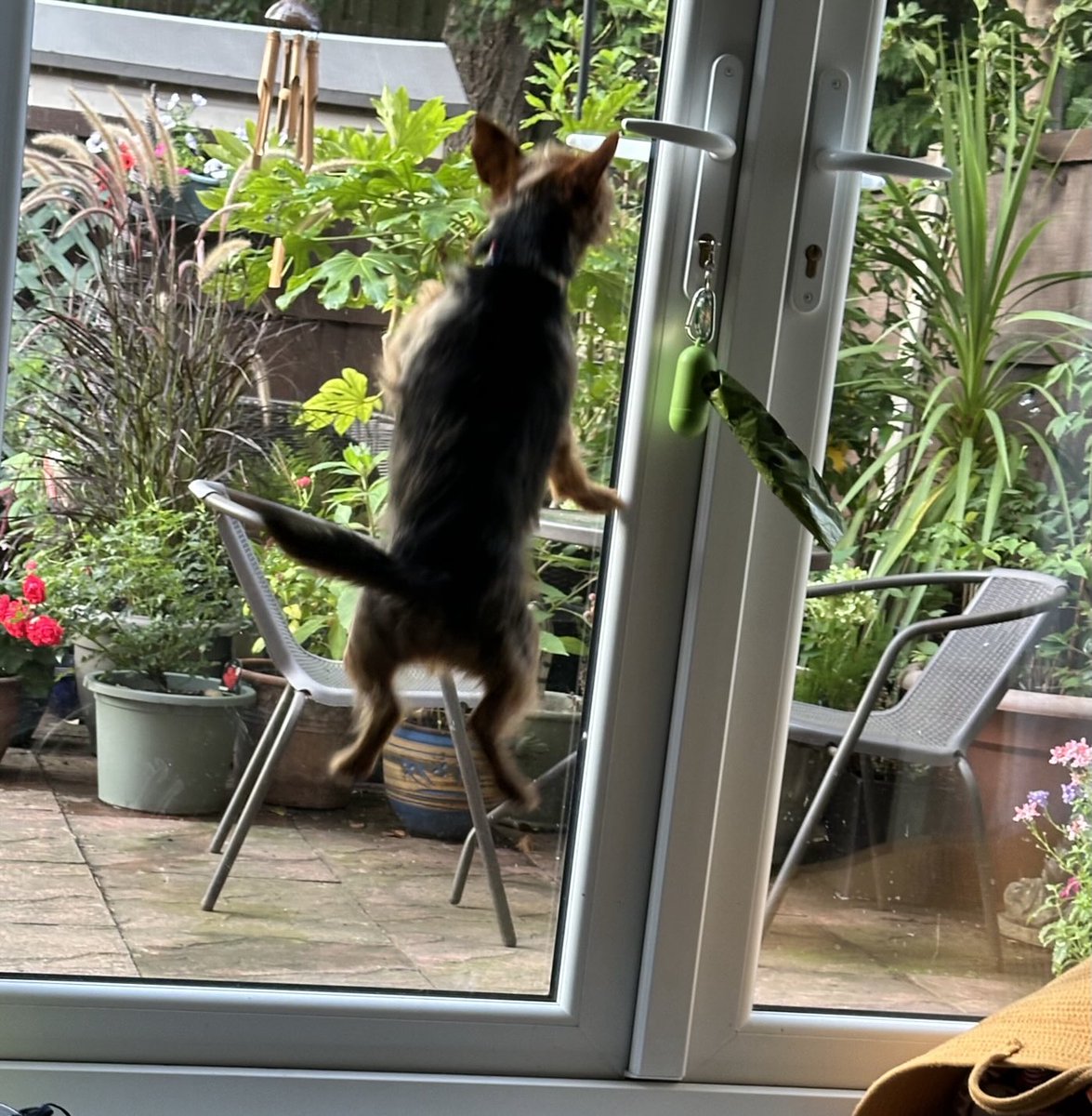 Damn squizzer in me garden again. It never learns 😆