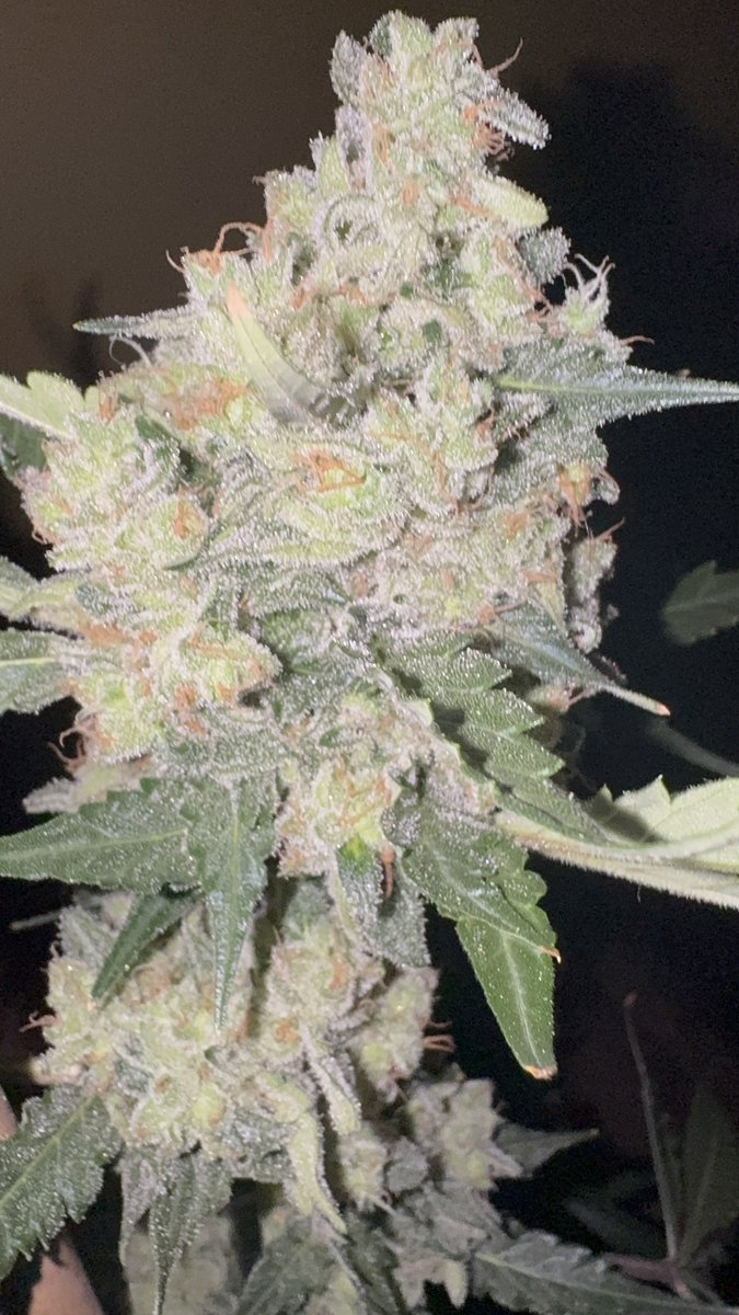 Good morning. 

No industry, no $msos , no Schedule 3 needed.

Grow Your Own

L: WiFi OG 43

R. Cinderella 99