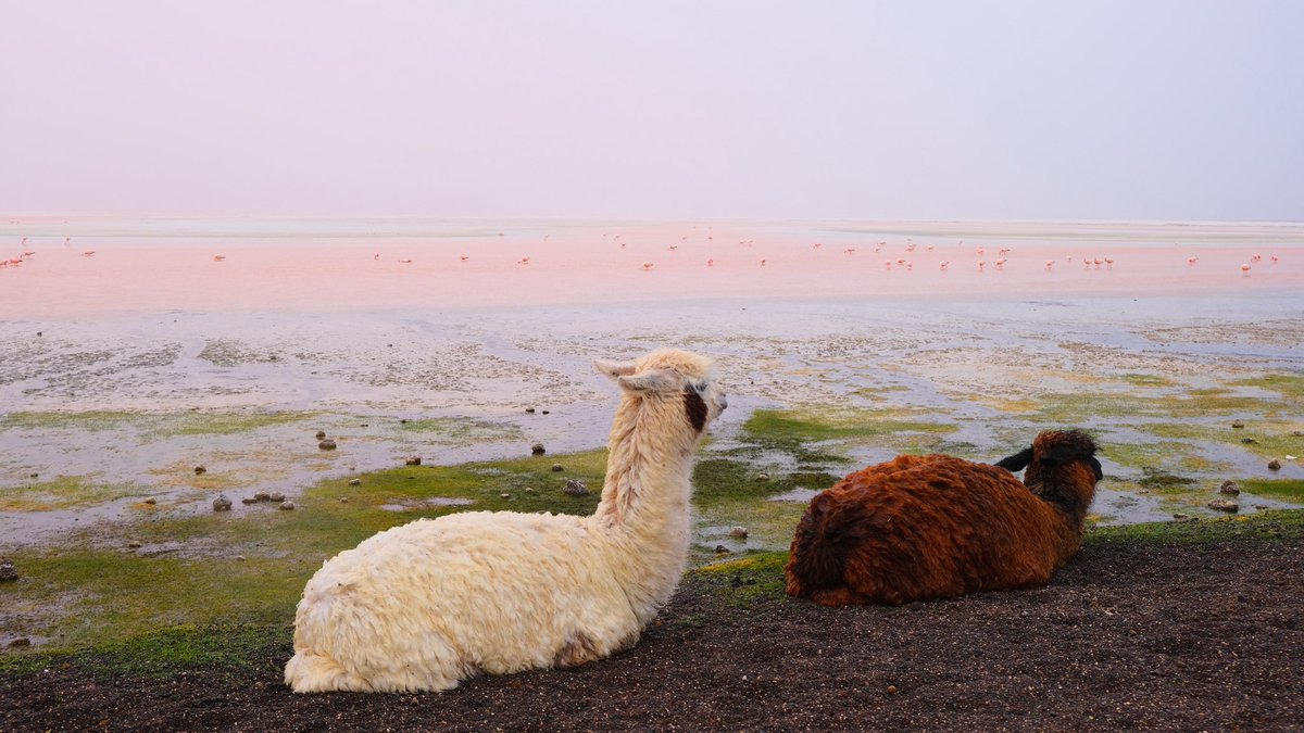artfujiworld's tweet photo. i walked in the sud lípez, bolivia https://t.co/MulkOGhDiQ