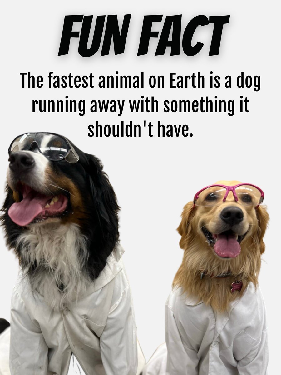 Bunsen, Beaker, Bernoulli & Brix tweet media