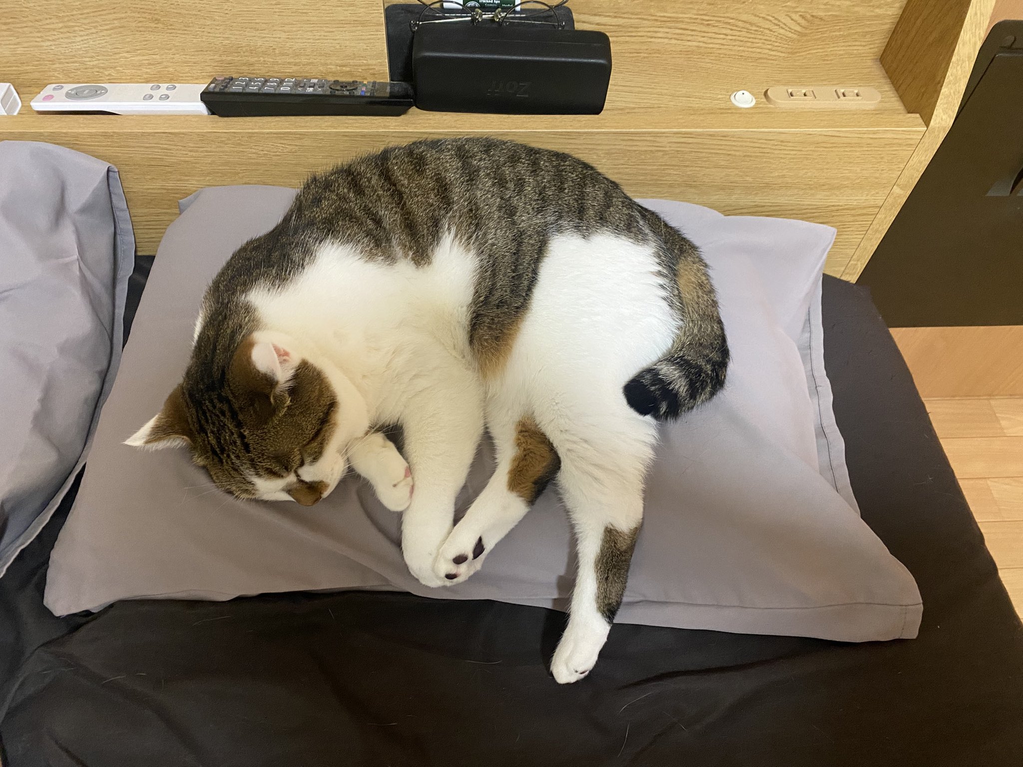 な*う様 mellojoy 枕(三毛猫) ま*ー様 廃盤 未開封 Mellojoy スクイーズ みけまくら 枕 三毛猫
