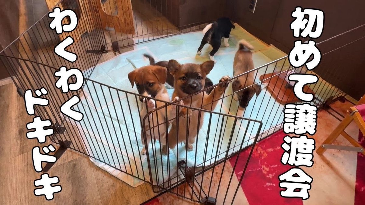 ブルドッグのぶるまるチャンネル on X