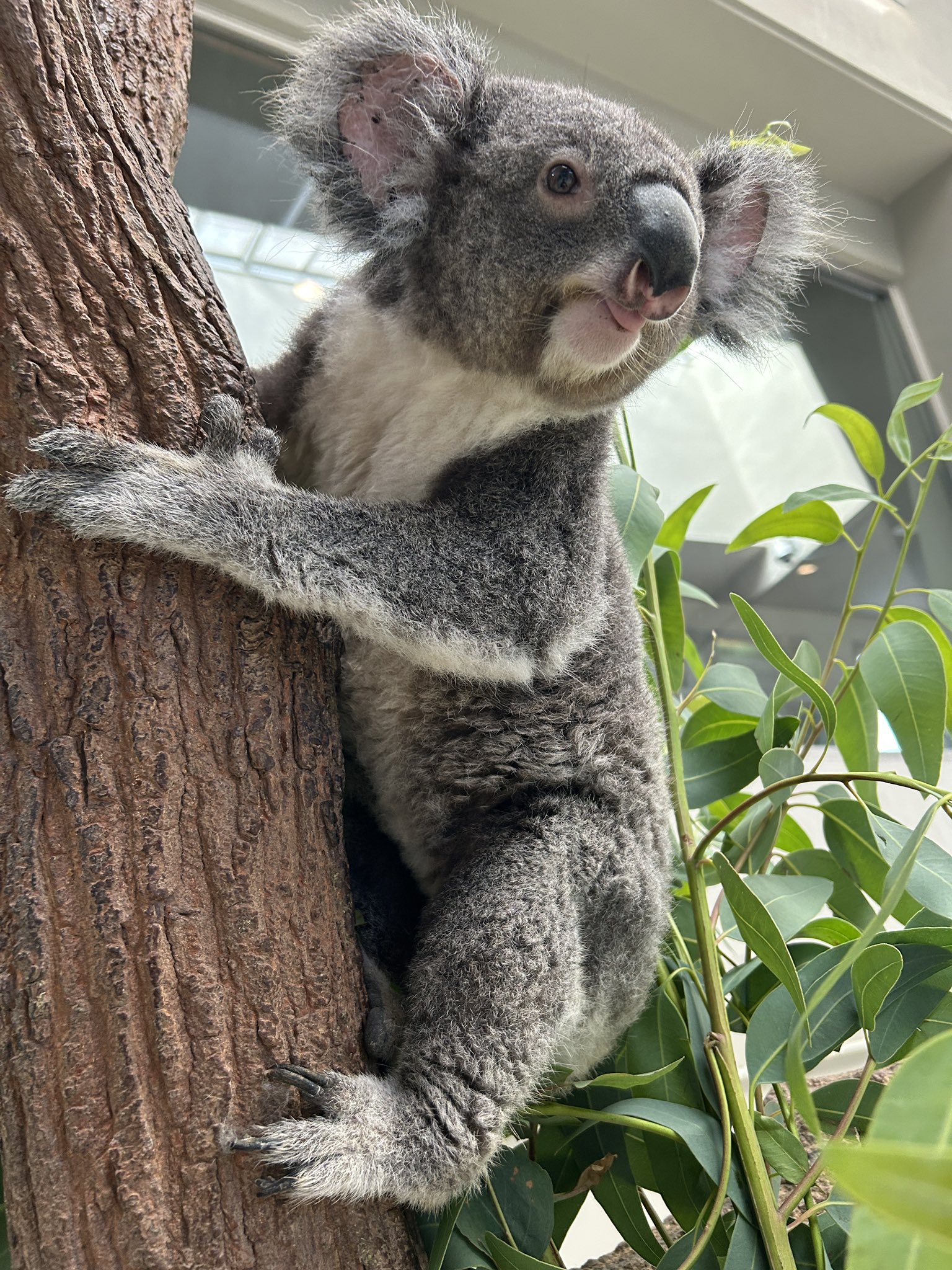 コアラエキスプレスページ KOALA-コアラ- Tシャツ Tシャツを購入|デザインTシャツ通販【ClubT】