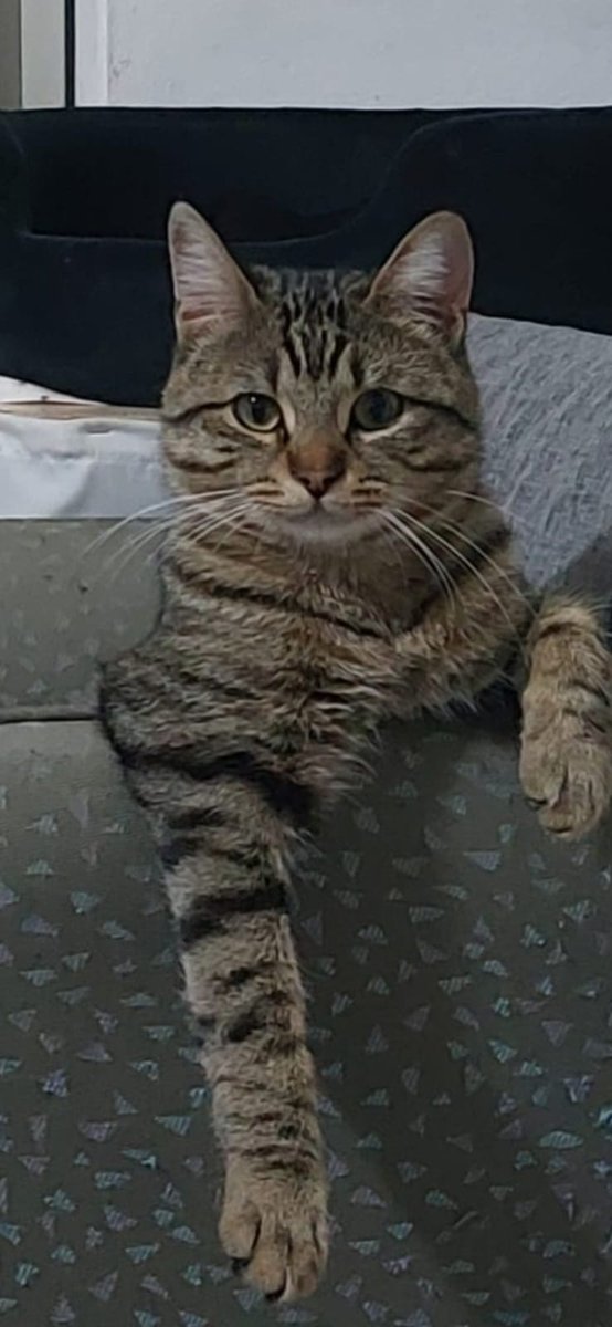 Jada_CJ's tweet photo. Il gatto ha una pettorina come quella in foto ma nera. https://t.co/UVoY5lSobM