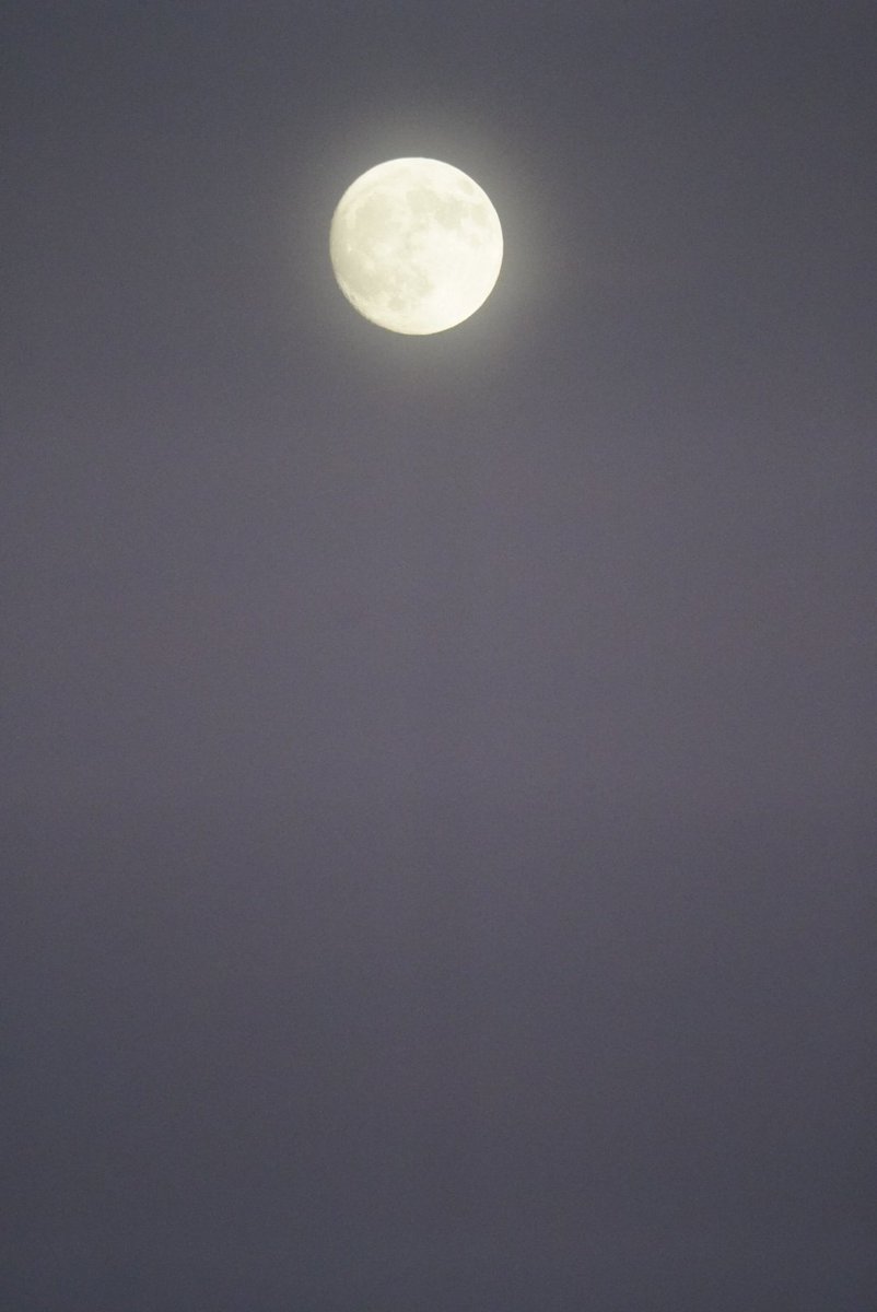 綺麗なお月様🐰🌕