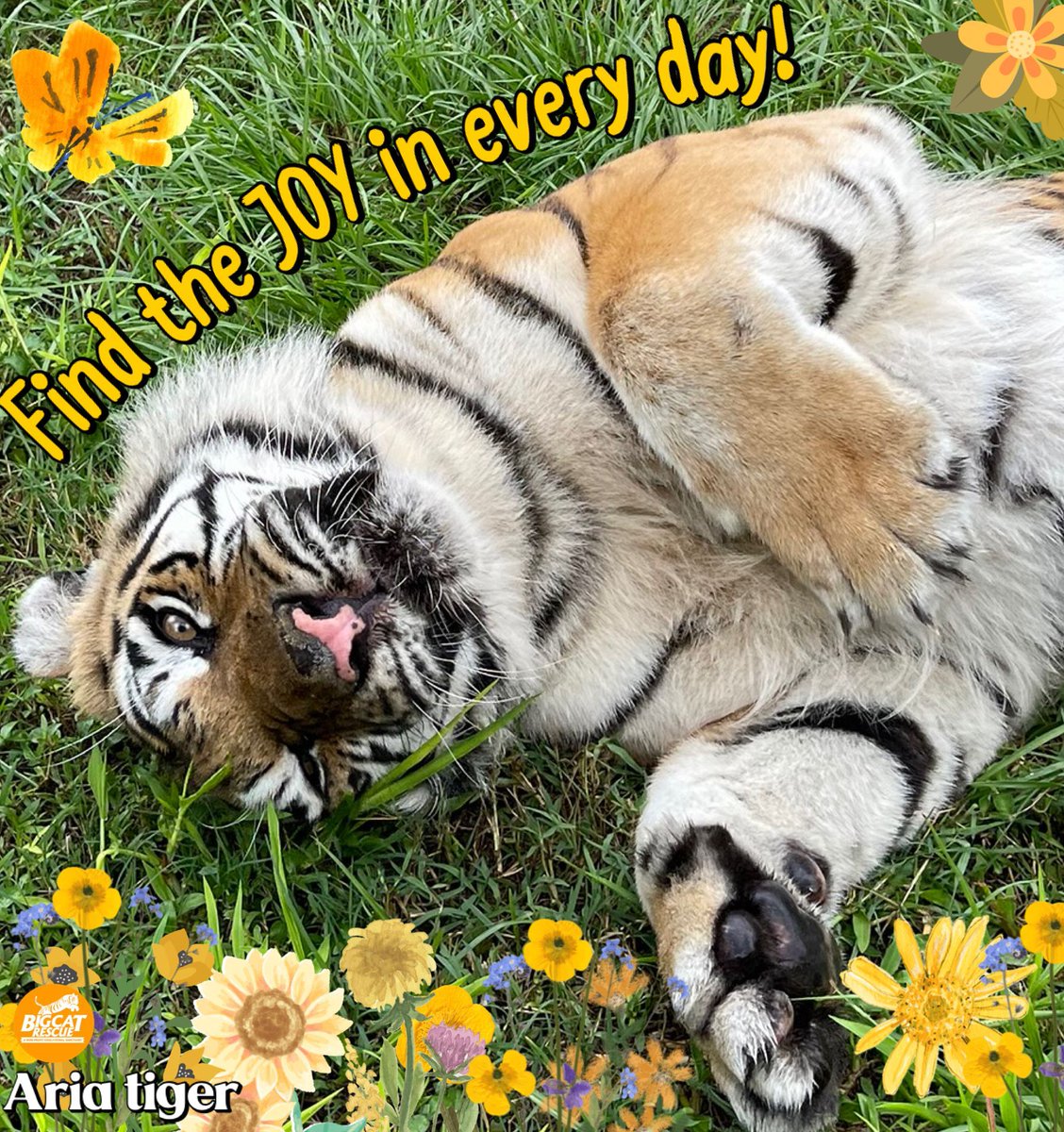 BigCatRescue's tweet photo. “Find the JOY in every day!”
#AriaTiger #BigCatRescue #Tiger #Saturday #Caturday #Joy #FindJoy #fblifestyle https://t.co/ZQYzUA9aKK