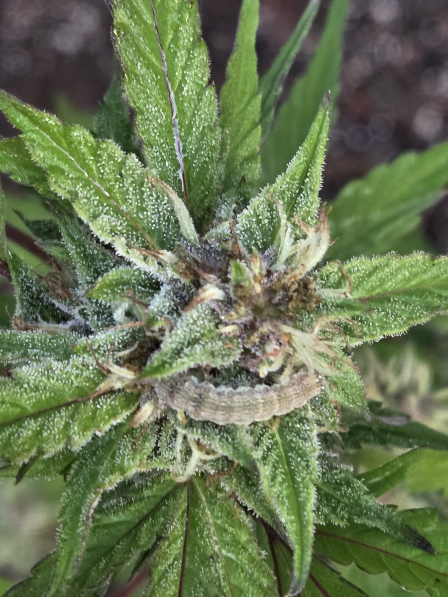 Have I ever told yall how much I hate these fuckers right here. Bud rot causing mofos.