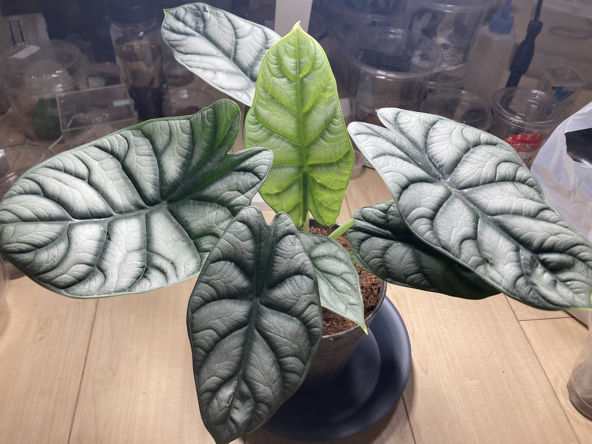 さっちゃん🐛🦂🕷 (@BugsLife3939) / X