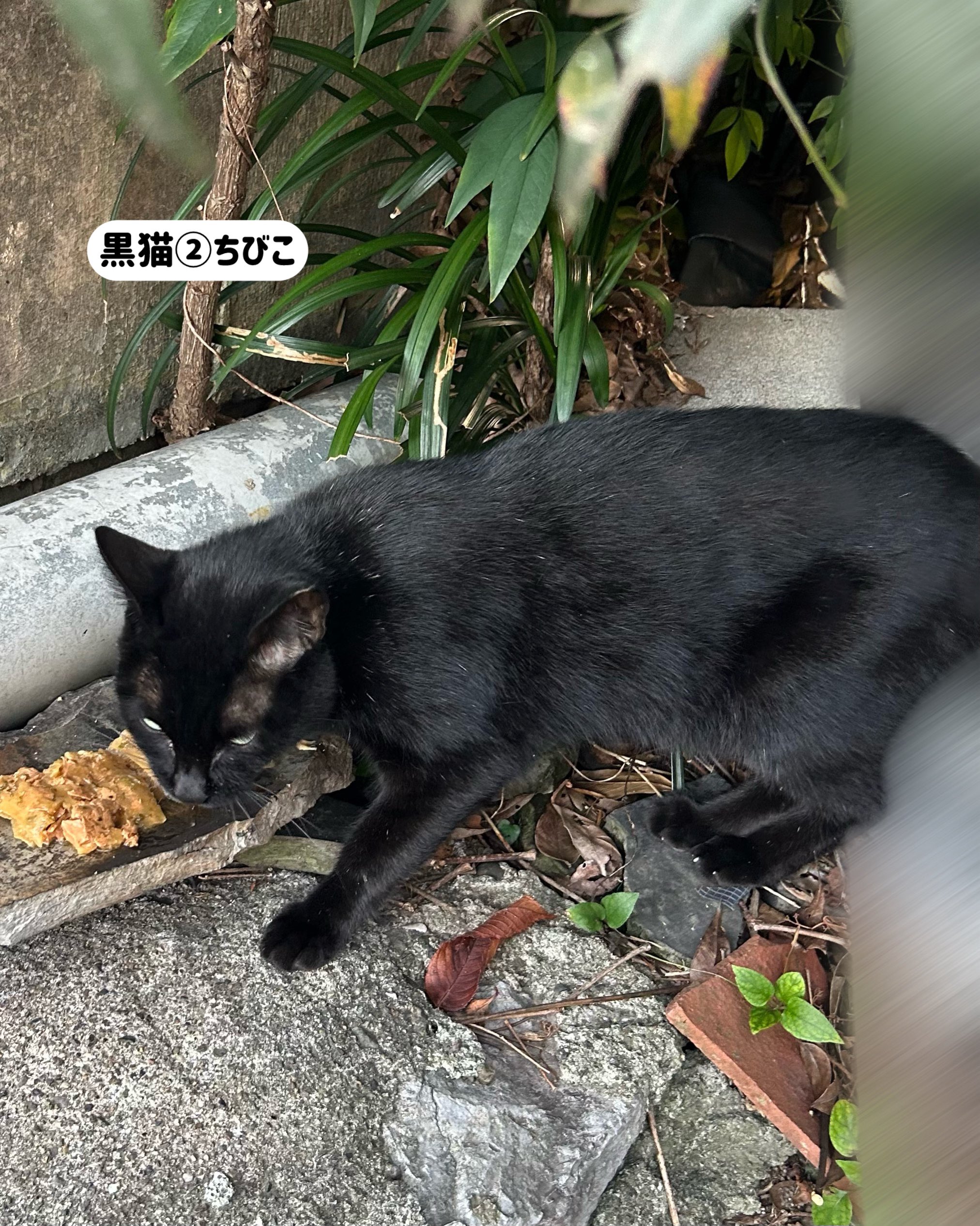 さくら猫 福茶 on X: 