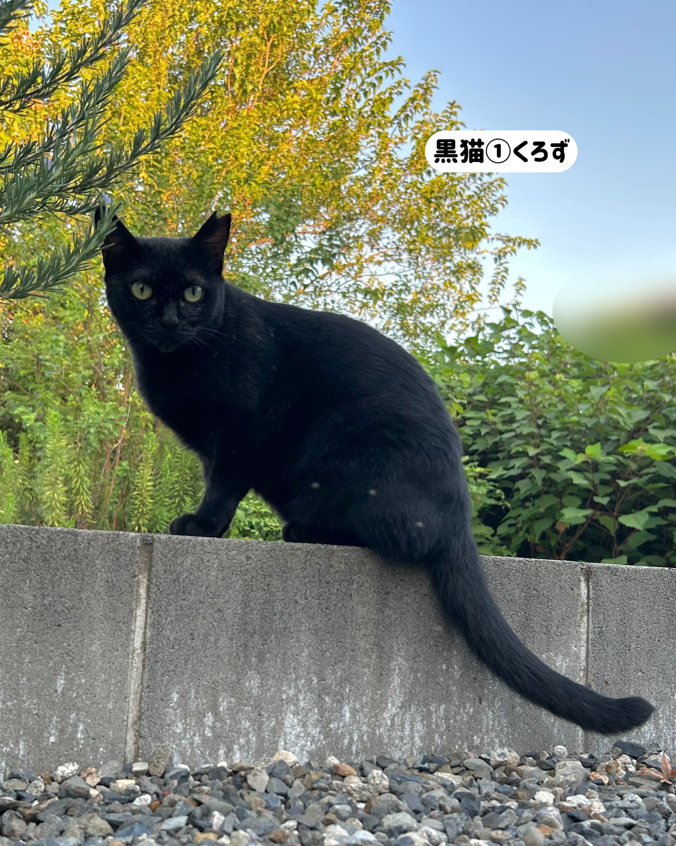 さくら猫 福茶 on X: 