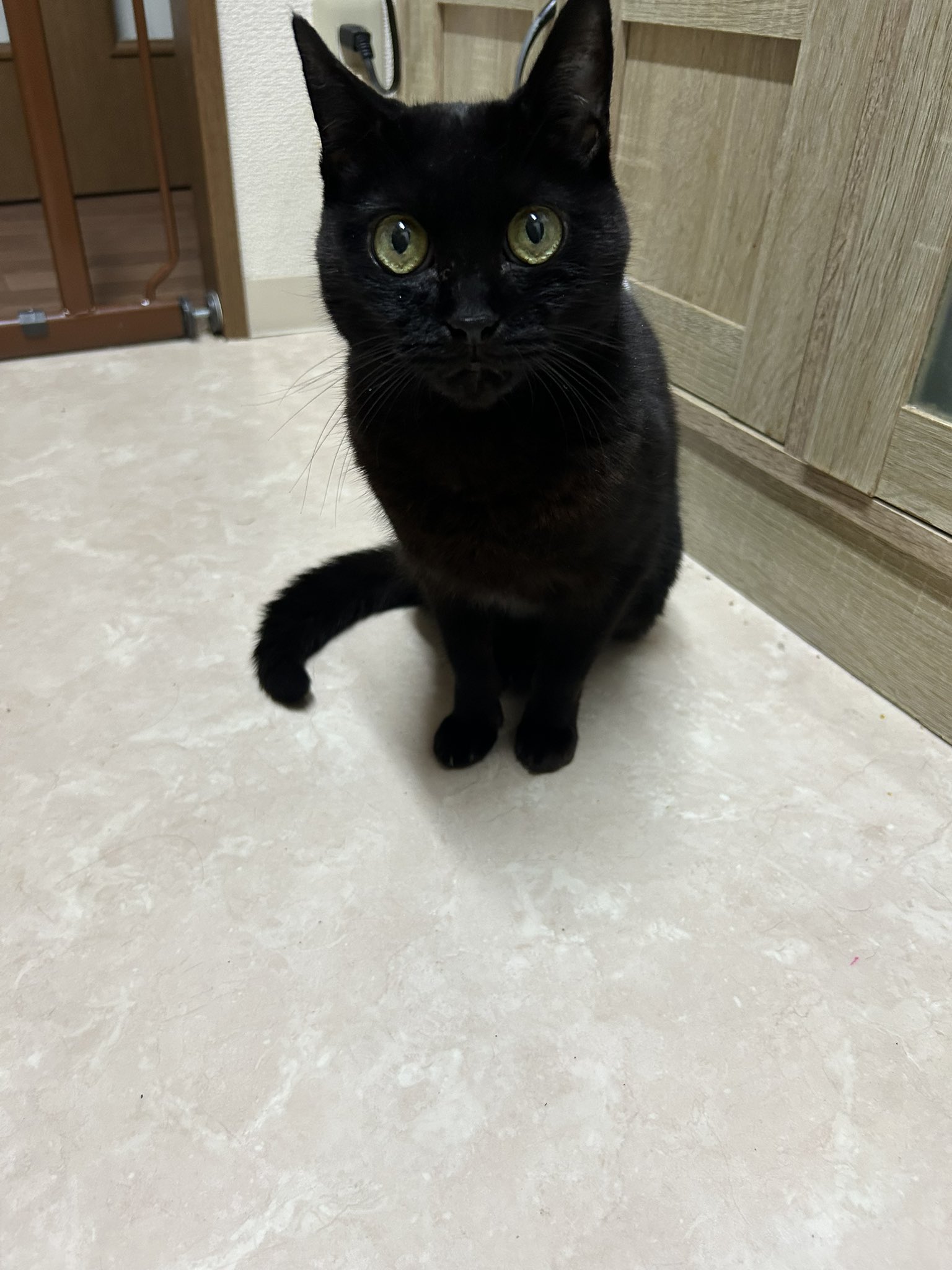 黒猫 投稿詳細｜MOTOCLE