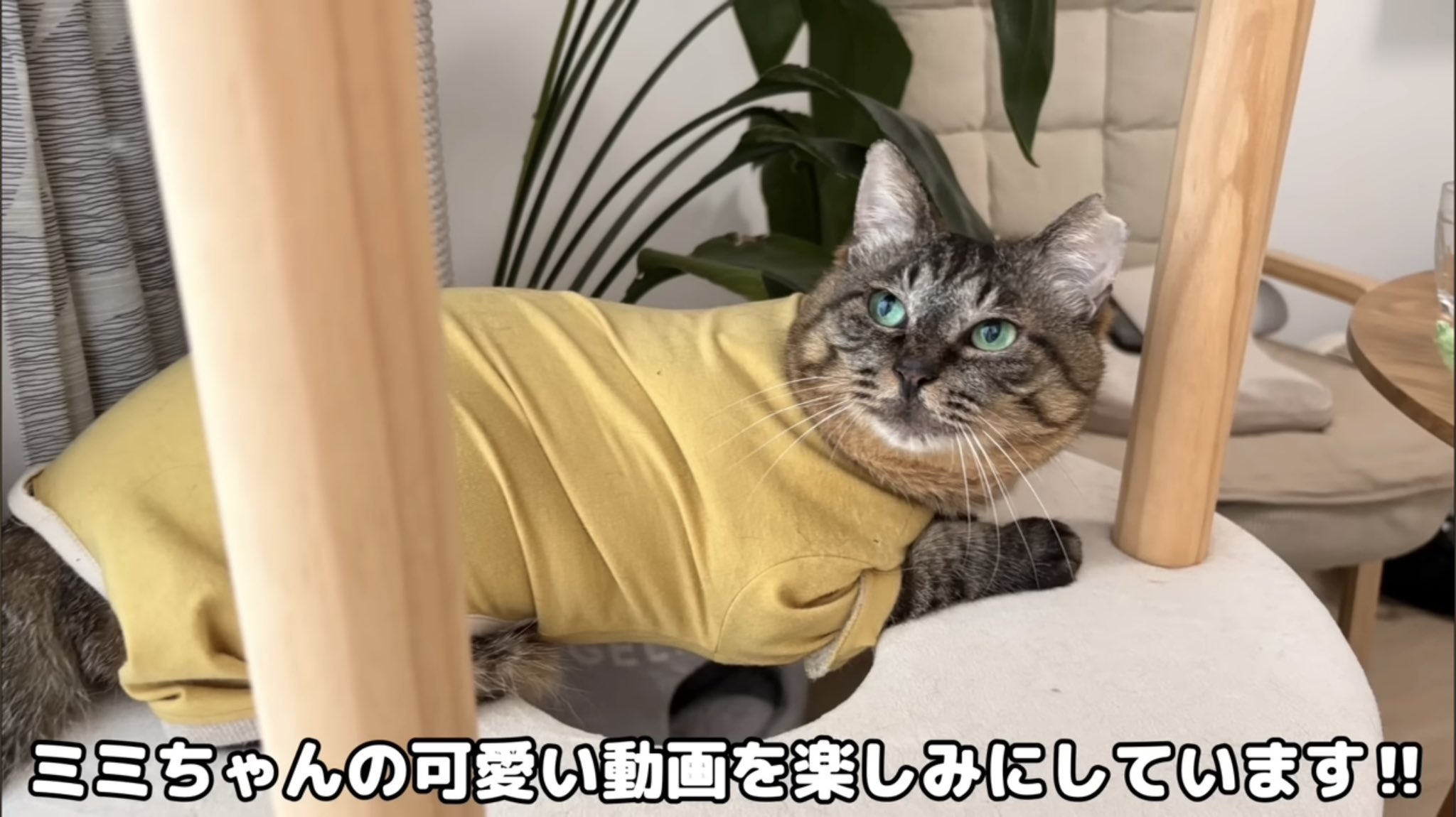 もちまる When I bought a new vacuum cleaner, my cat rolled around and