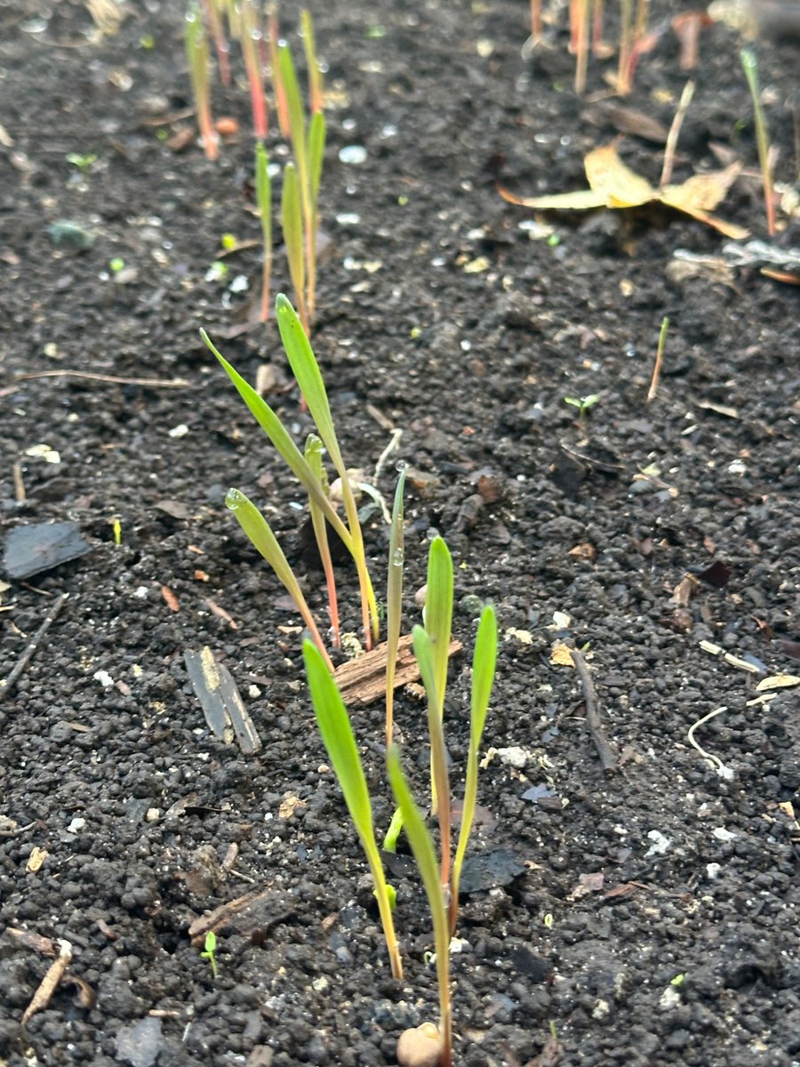 Cereal Rye winter cover crop for the garden coming up 5 days after planting.