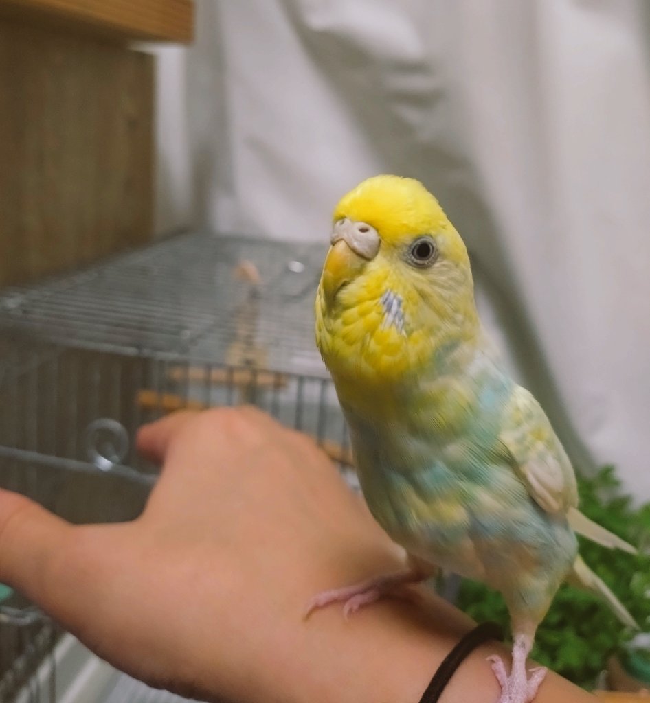 レたまのお家を掃除したいねんけど😄
後にして遊ぼうか🕊✨